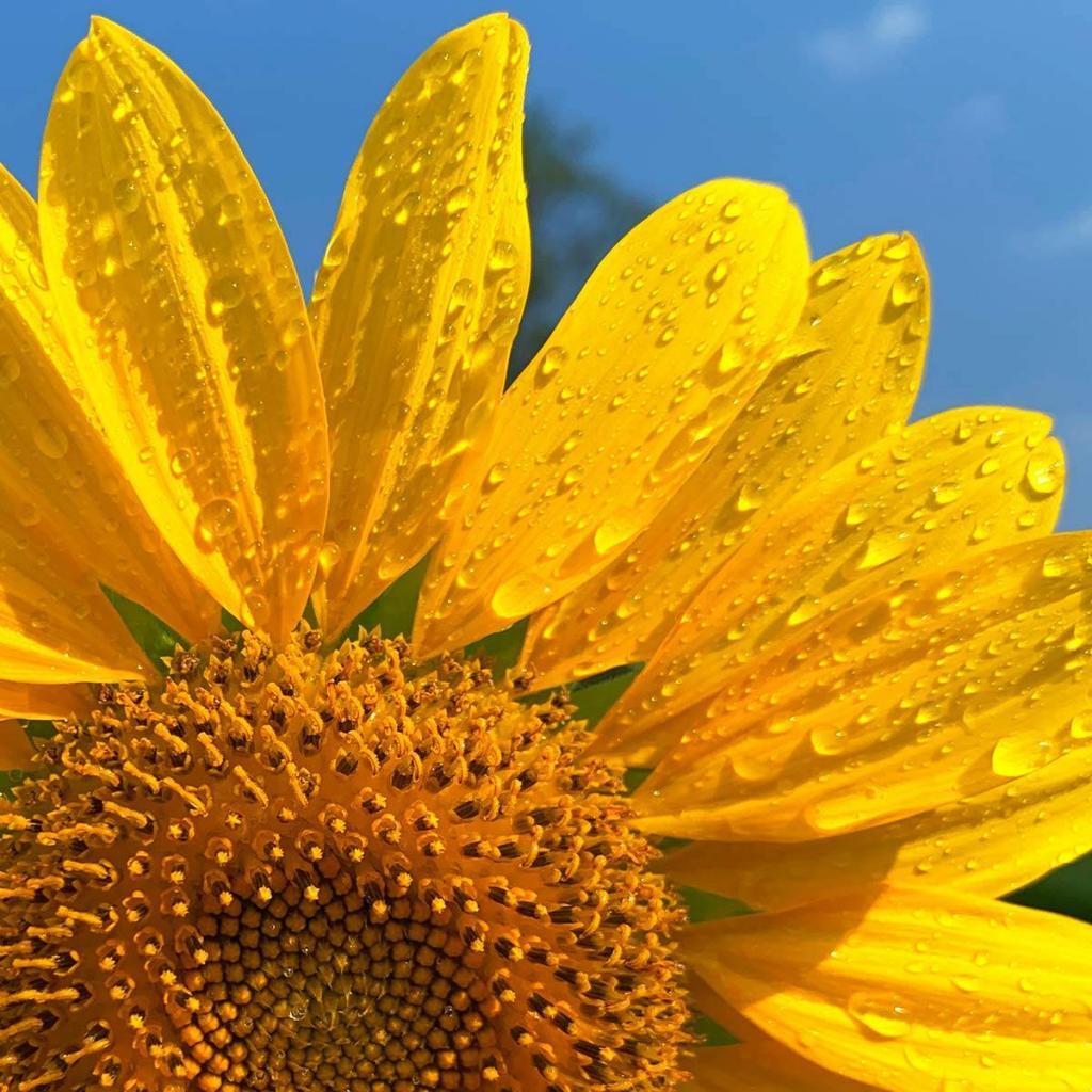 beautiful photo of a sunflower taken by Amanda Bandy