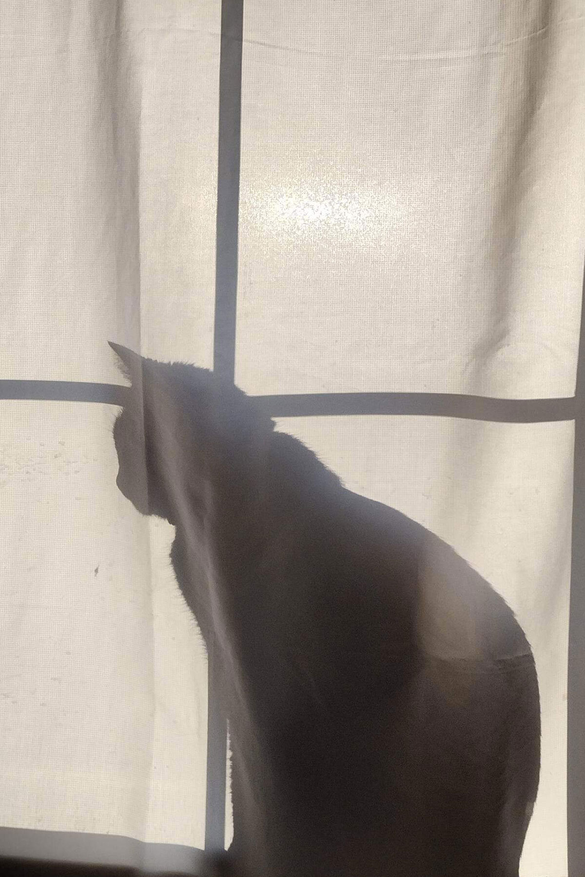 a black cat silhouette behind an off-white curtain